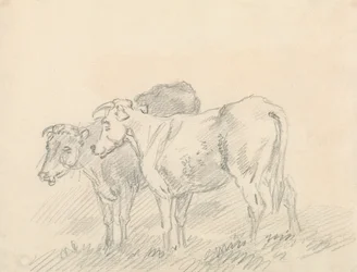 Zwei Kühe