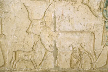 Altes Ägypten, Wandrelief, Grab des Petosiris, Tuna el Gebel, 300 v. Chr., Kuhmelken