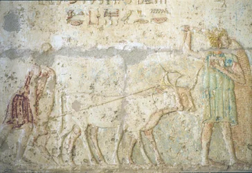 Altes Ägypten, Wandrelief, Grab von Petosiris, Tuna el-Gebel, 300 v. Chr., Pflügen und Säen von Feldfrüchten