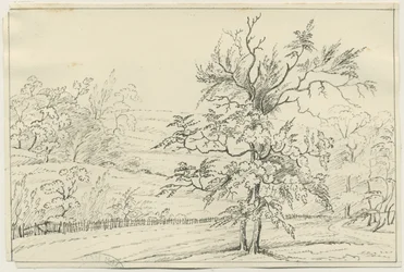 Cannock Chase