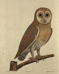 Eule