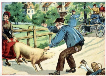 Schwein, das sich weigert vorwärts zu gehen und einem Auto den Weg versperrt - Zeichnung