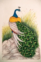 Miniaturmalerei auf Seide Pfau