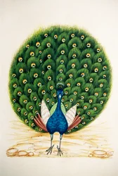 Miniaturmalerei auf Seide Pfau