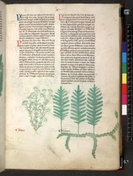Egerton 747 Tractatus de herbis (Kräuterbuch) ca. 1280-1310