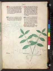 Egerton 747 Tractatus de herbis (Kräuterbuch) ca. 1280-1310