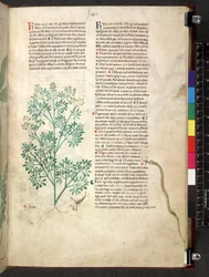 Tractatus de herbis (Kräuterbuch) ca. 1280-1310