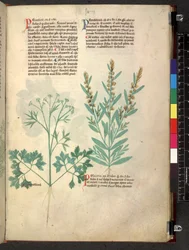 Egerton 747 Tractatus de herbis (Herbal) c.1280-1310