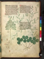 Egerton 747 Tractatus de herbis (Herbal) c.1280-1310