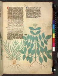 Tractatus de herbis (Kräuterbuch) ca. 1280-1310