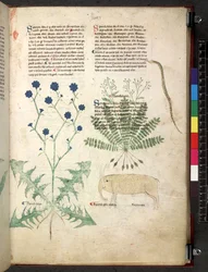 Tractatus de herbis (Kräuterbuch) ca. 1280-1310
