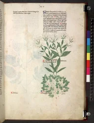 Tractatus de herbis (Kräuterbuch) ca. 1280-1310