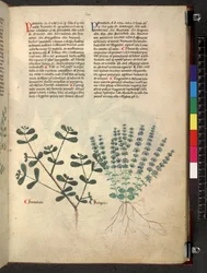 Tractatus de herbis (Kräuterbuch) ca. 1280-1310