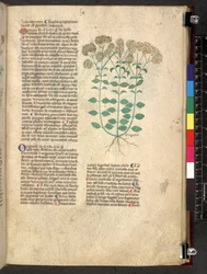 Egerton 747 Tractatus de herbis (Herbal) c.1280-1310