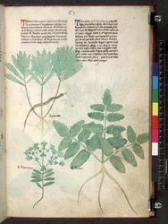 Egerton 747 Tractatus de herbis (Herbal) c.1280-1310