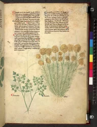 Tractatus de herbis (Kräuterbuch) um 1280-1310