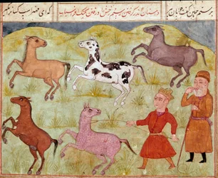 Islamische Kunst: Ein Herr und sein Bauernjunge fangen Wildpferde mit dem Lasso. Persische Miniatur aus einer Handschrift des Epos „Schāhnāme“ (Schah Nama, Schahnama) (Buch der Könige) von Firdausi (Firdawsi, oder Ferdawsi, oder Firdousi, ca. 940 bis um