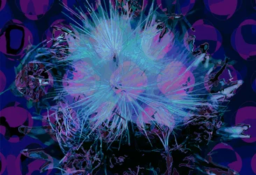 Artischocke