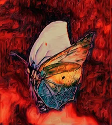 Schmetterling, 2021