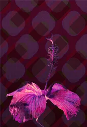 Hibiskus, 2019