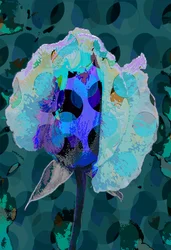 Teerose 5B
