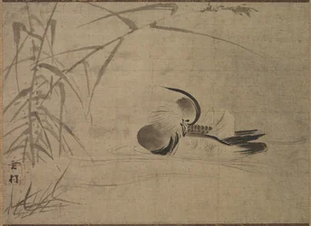 Mandarinente, 1500er