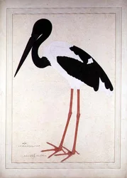 Schwarzhalstorch, Xenorhynchus asiaticus, für Lady Impey in Kalkutta gemalt