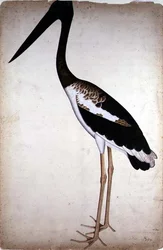 Schwarzhalsstorch, Xenorhynchus asiaticus, gemalt für Lady Impey in Kalkutta, um 1780