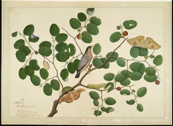 Brahminenstar mit zwei Antheraea-Motten, Raupe und Kokon auf Indischem Jujube-Baum, Folio aus einer Serie im Auftrag von Lady Impey