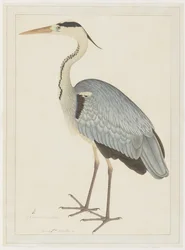 Graureiher, Folio aus einer Serie, in Auftrag gegeben von Lady Impey, um 1780-82