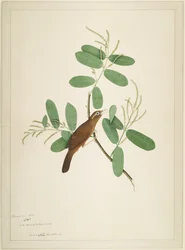 Hwamei auf Terminalia-Zweig, Folio aus einer Serie, die von Lady Impey in Auftrag gegeben wurde, 1780