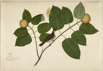 Rotwangenbülbül und Aganais-Ficus-Motte auf Kadamba-Zweig, Folio aus einer Serie, in Auftrag gegeben von Lady Impey, 1777
