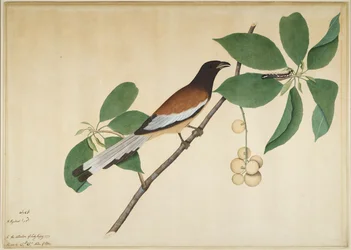 Rotschwanzelster und Raupe auf einem Ast, Folio aus einer Serie, in Auftrag gegeben von Lady Impey, 1777