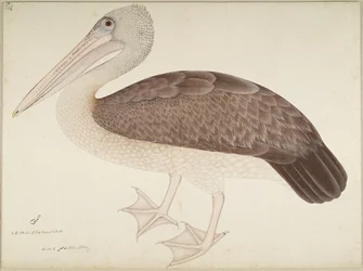 Fleckschnabelpelikan, Folio aus einer Serie, in Auftrag gegeben von Lady Impey, um 1780-82