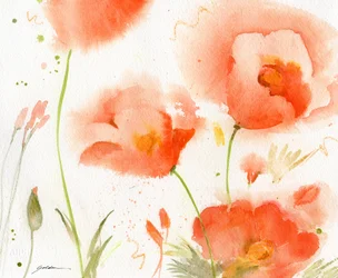 Sanfte Korallenmohnblumen