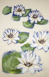 Schwimmende Seerosen