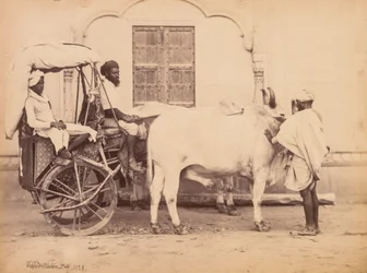 Ochsenkarren, Delhi