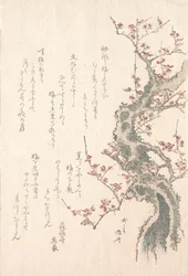 Sammlung Frühlingsregen Harusame shu, Bd. 1: Blühender Pflaumenbaum, ca. 1805-10