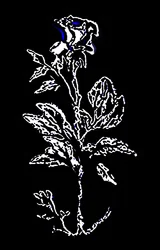 Nachtschimmernde Eleganz