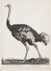 Strauß