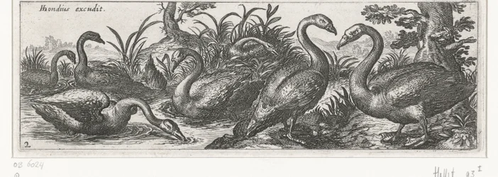 Schwäne (Vögel und Insekten)