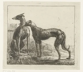 Zwei Windhunde