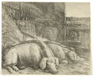 Zwei Schweine