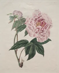Chinesische Baum-Pfingstrose (Paeonia suffruticosa)