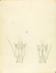 Akazien