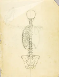 Anatomiestudie