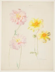 Studie von Dahlien