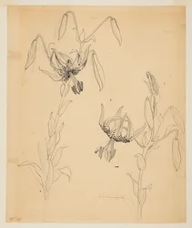 Studie von Tigerlilien