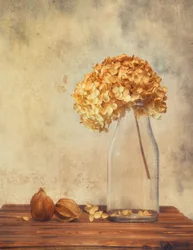 Getrocknete Hortensie Stillleben