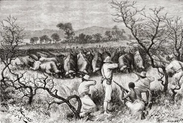 Büffeljagd in Zentralafrika im späten 19. Jahrhundert, aus 